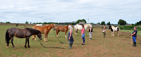 We learn Relational Horsemanship skills. All levels of experience are welcome.